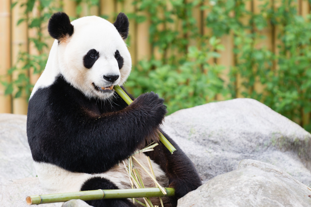 動物の画像について ベスト50 パンダ フリー